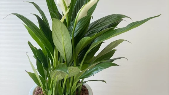 ต้นเดหลี Peace lily ต้นไม้ในร่มพร้อมกระถางพลาสติกทรงยอดฮิต
