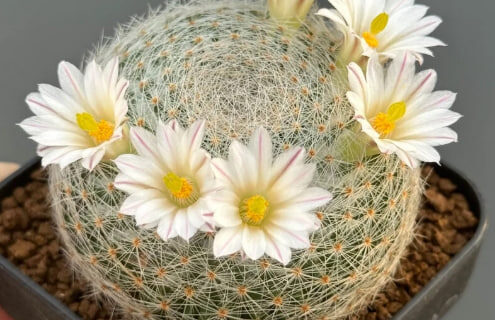 ต้นแลนต้า Mammillaria lenta แคคตัส กระบองเพชร ขนาด 2 นิ้ว